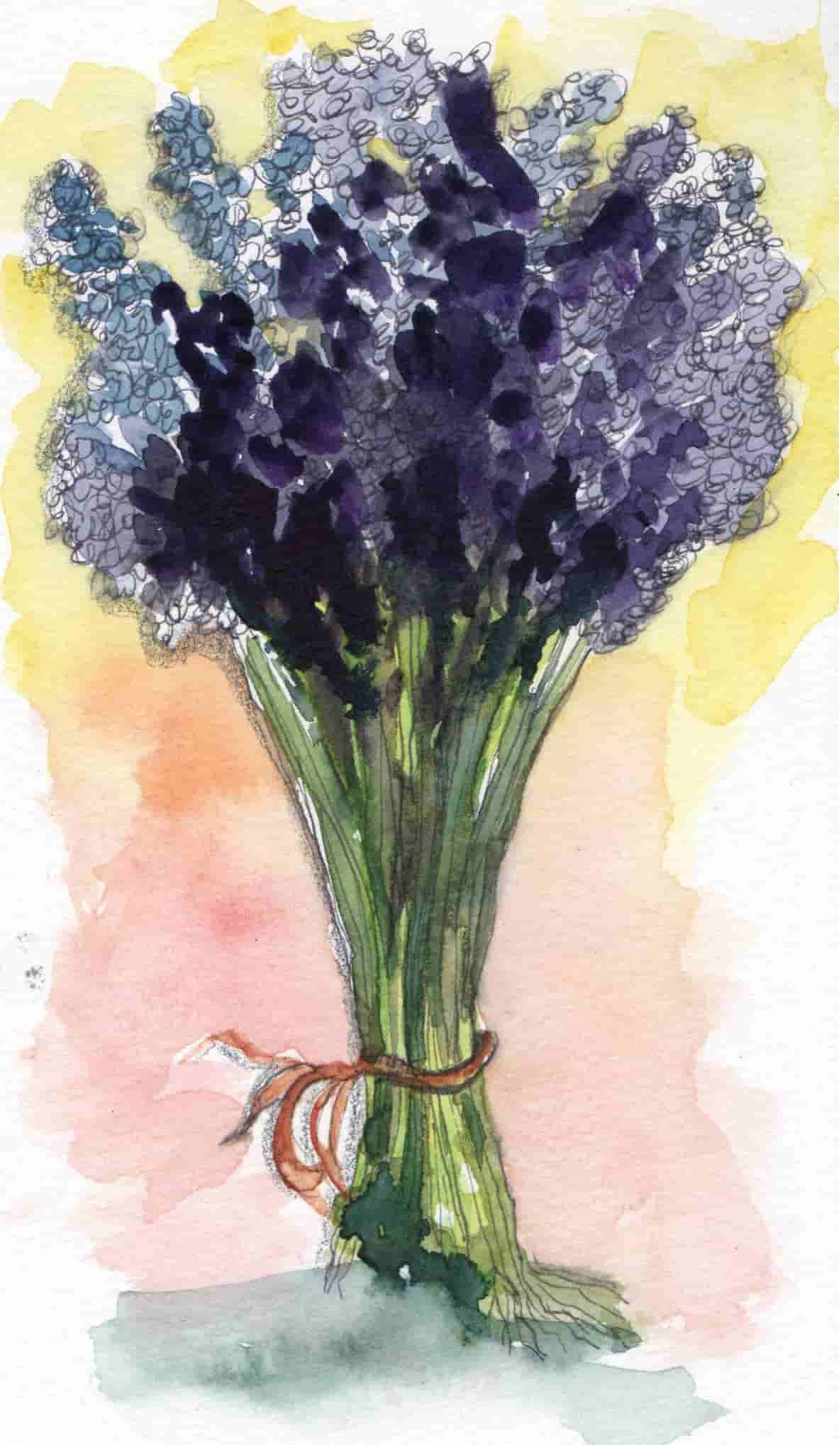 Lavanda